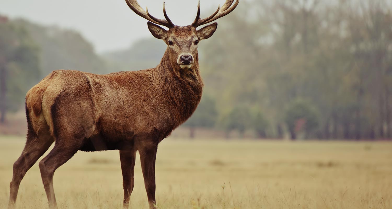 Atuação jurídica estratégica