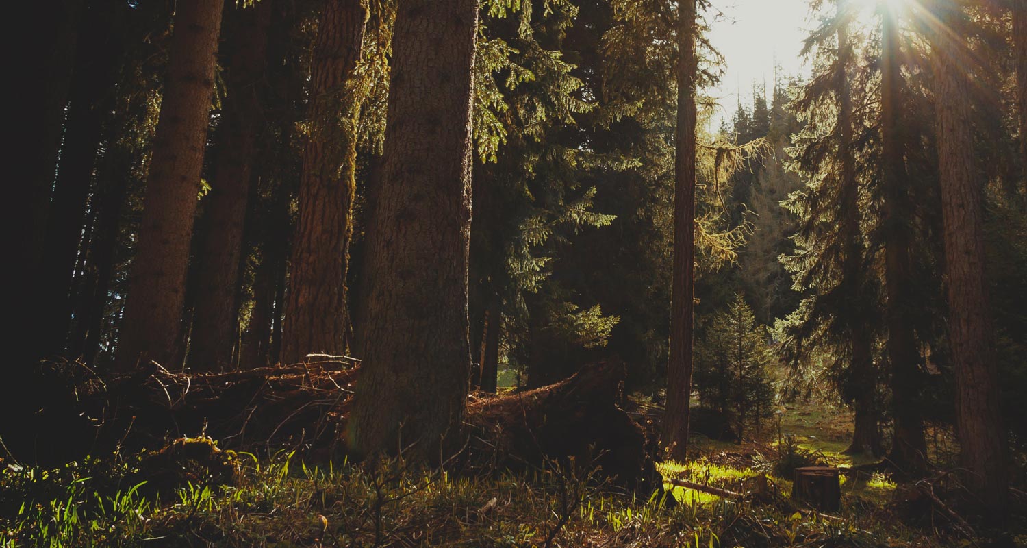 Defesa dos interesses do cliente